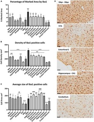 Brain region-specific microglial and astrocytic activation in response to systemic lipopolysaccharides exposure